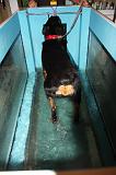 TAPIS AQUATIQUE - ROTTWEILER 084